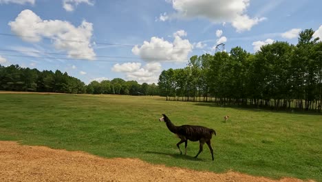 lamas-in-safari-park-walking-by-and-heading-to-camera-to-eat-on-beautiful-sunny-day