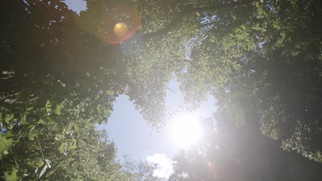 Slow-motion-move-from-right-to-left-with-the-sun-leaving-a-lens-flare-across-the-camera-lens-in-the-forest