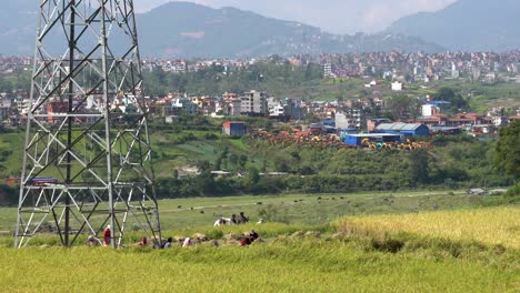 Personas-Cosechando-Arroz-En-Un-Campo-En-Nepal-Con-La-Ciudad-De-Katmandú-Al-Fondo