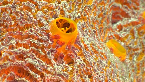 Orange-Manteltier-Aplidium-Nahaufnahme-Unterwasseraufnahme