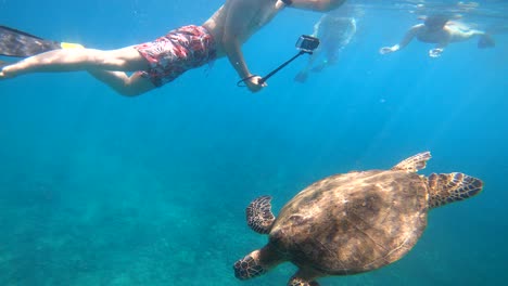 Grüne-Meeresschildkröte,-Die-Unter-Dem-Ozean-Taucht,-Während-Touristen-Fotos-Machen