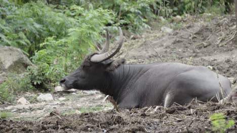 A-side-view-of-a-relaxed-domesticated-Asian-Water-buffalo-lying-down-on-an-embankment-of-a-rural-farm-with-his-head-in-the-air-and-ears-twitching