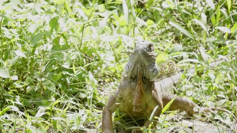 A-close-up-shot-of-the-face-and-head-of-an-Iguana-basking-in-the-sunlight-carefully-moving-through-the-thick-natural-vegetation
