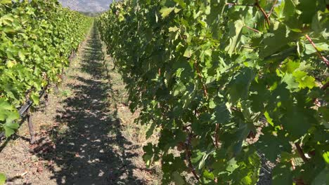 4K,-60-fps-Rows-of-lush-wine-grape-vines-in-the-Napa-Valley-by-mountains