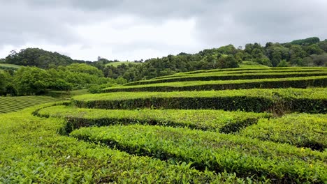 Freshly-Cutted-Leaves-on-Tea-Plantation-after-Harvest-in-the-Azores