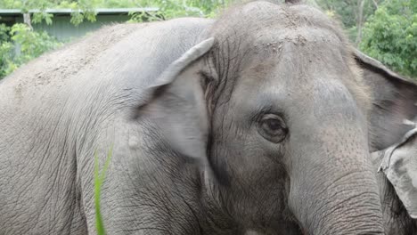 Eine-Nahaufnahme-Des-Auges-Und-Des-Kopfes-Eines-Gefangenen-Asiatischen-Elefanten-In-Einem-Thailändischen-Zoo,-Der-Sich-Von-Der-Vegetation-Ernährt,-Thailand