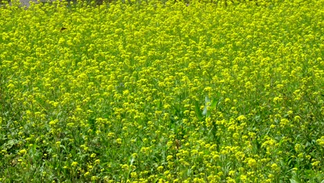 A-bright-yellow-field-of-mustard-plants-nearing-the-time-of-harvest