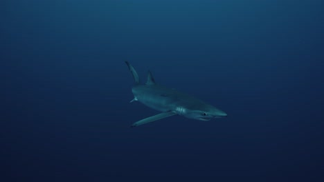 Gran-Tiburón-Azul-Nadando-Más-Cerca-Del-Agua-Azul-Profunda-Cerca-De-Las-Azores