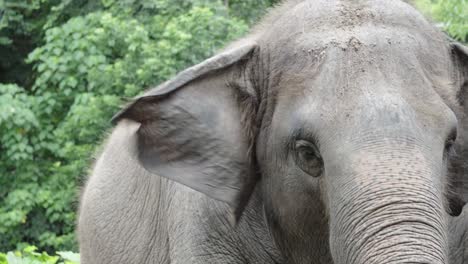 Un-Primer-Plano-De-Las-Orejas-Aleteando-Y-La-Cara-De-Un-Elefante-Asiático-En-Un-Zoológico-Tailandés