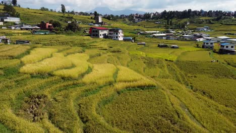 Im-Tiefflug-über-Die-Gelben-Reisterrassen-Und-Häuser-In-Den-Ländlichen-Gebieten-Nepals