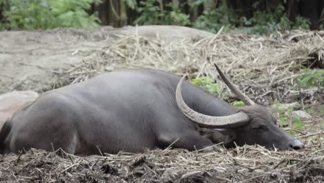 A-mature-male-Asian-water-buffalo-with-large-horns-lying-down-resting-on-an-embankment-of-a-rural-Thailand-farm