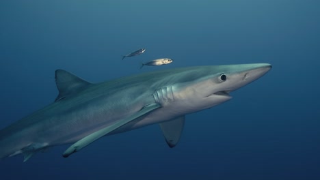Großer-Blauer-Hai,-Der-Mit-Lichtreflexionen-Und-Kleinen-Fischen-Um-Ihn-Herum-Auf-Die-Wasseroberfläche-Zuschwimmt