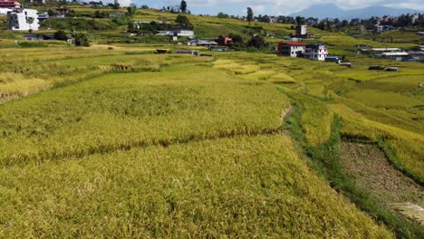 Im-Tiefflug-über-Die-Gelben-Reisterrassen-In-Den-Ländlichen-Gebieten-Nepals