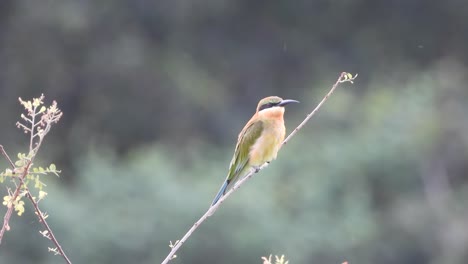Bee-eater-in-pond--wind--relaxing-