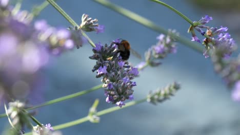 Bees-on-Purple-Lavender-Plant-on-Breezy-Late-Summer-Sunny-Day-in-England-with-Blue-Blurry-Background