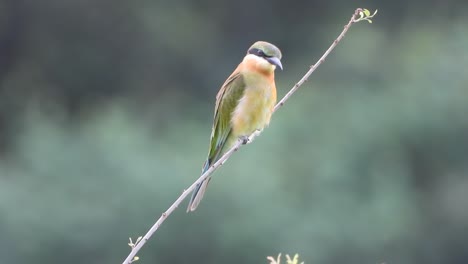 Bee-eater-in-pond-area-waiting-for-pry