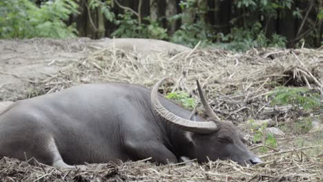 Un-Búfalo-De-Agua-Domesticado-Asiático-Durmiendo-En-Un-Terraplén-De-Hierba-De-Una-Granja-Rural,-Tailandia