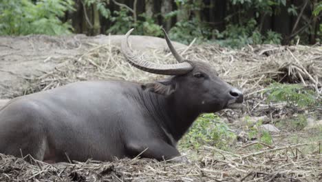 Ein-Entspannter,-Domestizierter-Asiatischer-Wasserbüffel,-Der-Mit-Erhobenem-Kopf-Und-Zuckenden-Ohren-Auf-Einer-Böschung-Eines-Ländlichen-Bauernhofs-Liegt