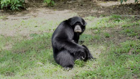 A-close-up-shot-of-a-Black-Furred-Gibbon-or-Siamang-sitting-on-a-grass-bank-of-a-zoo-enclosure,-a-critically-endangered-species-from-Southeast-Asia