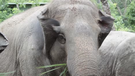 Eine-Nahaufnahme-Eines-Großen-Domestizierten-Asiatischen-Elefanten,-Der-Seinen-Rüssel-Verwendet,-Um-Sich-Von-Grüner-Vegetation-In-Einem-Thailändischen-Park,-Thailand,-Zu-Ernähren