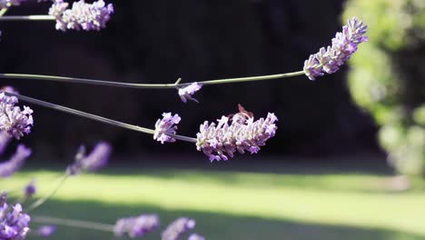 Bees-on-Purple-Lavender-Plant-on-Late-Summer-Sunny-Day-in-England-with-Out-Of-Focus-Backdrop