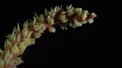 Yellow-wire-coral-super-close-up-at-night