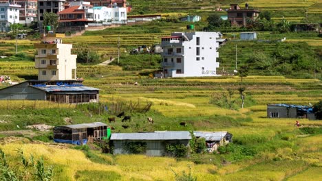 Leute,-Die-Reis-Auf-Einem-Feld-In-Nepal-Ernten,-Mit-Der-Stadt-Kathmandu-Im-Hintergrund