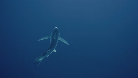 Obere-Aufnahme-Eines-Großen-Blauhais,-Der-Vom-Taucher-Weg-Ins-Offene-Blaue-Wasser-Schwimmt