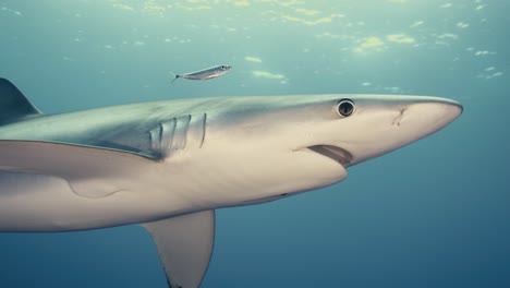 Large-Blue-Shark-swimming-close-to-the-underwater-camera-and-turning-with-light-rays-and-reflections
