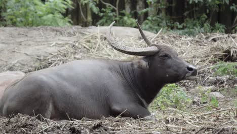 Ein-Entspannter-Domestizierter-Asiatischer-Wasserbüffel,-Der-Sich-Mit-Erhobenem-Kopf-Und-Zuckenden-Ohren-Auf-Einem-Feld-Hinlegt