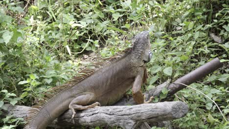 A-close-up-shot-of-an-Iguana-or-bearded-dragon-perched-on-a-log-looking-around-and-surrounded-by-dense-leafy-vegetation