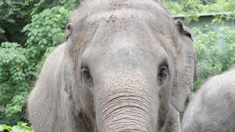 A-close-up-shot-of-a-beautiful-captive-Asian-elephant-with-its-ears-flapping-as-it-feeds-on-vegetation