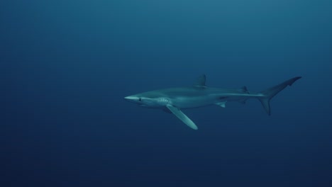 Tiburón-Azul-En-El-Océano-Azul-Profundo-Nadando-Lentamente-Hacia-El-Buzo-En-El-Océano-Atlántico