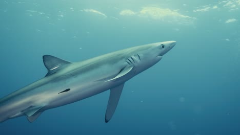 Gran-Depredador-De-Tiburón-Azul-Girando-Hacia-La-Cámara-Submarina-Y-Nadando-A-Través-Del-Océano-Atlántico-En-Cámara-Lenta