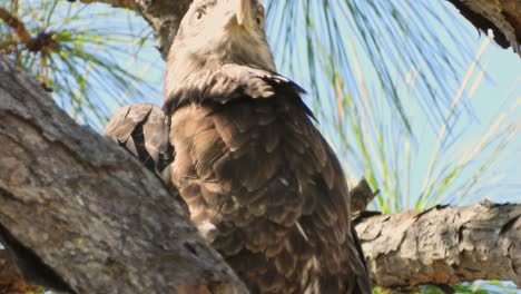 Close-up-of-a-young-bald-eagle's-face-as-it-is-perched-in-a-pine-tree-on-a-windy-day