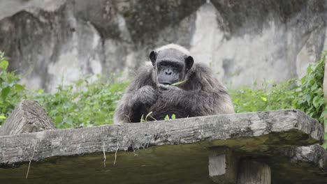 Ein-Alter-Ausgewachsener-Schimpanse,-Der-Auf-Einem-Sims-Eines-Geheges-Sitzt-Und-Sich-Von-Grüner-Vegetation-Ernährt