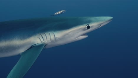Großer-Blauhai-Mit-Kleinen-Fischen-Daneben,-Der-In-Zeitlupe-Nahe-An-Der-Kamera-Vorbeischwimmt