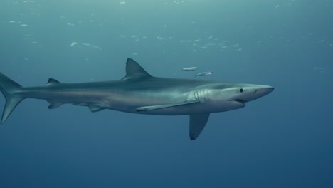 Toma-Amplia-De-Un-Gran-Tiburón-Azul-En-El-Océano-Atlántico-Bajo-El-Agua-Con-Reflejos-De-Luz-En-Cámara-Lenta