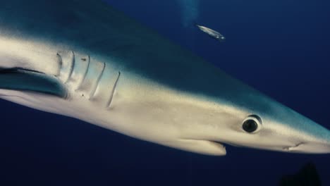 Großer-Blauer-Hai-Schwimmt-Neben-Taucher-Mit-Blitzfotografie-Und-Lichtstrahlen-Im-Hintergrund