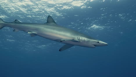 Großer-Blauer-Hai,-Der-Mit-Reflexionen-In-Zeitlupe-Gegen-Das-Licht-Atmet-Und-Schwimmt
