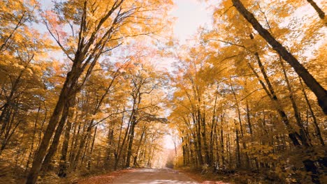 Driving-through-vibrant-autumn-forest-road-looking-up-at-orange-tree-canopy-and-sun-flare