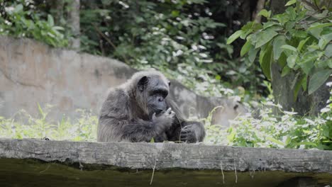 An-old-mature-chimpanzee-sitting-on-the-ledge-of-an-enclosure-feeding-on-the-surrounding-vegetation,-Thailand