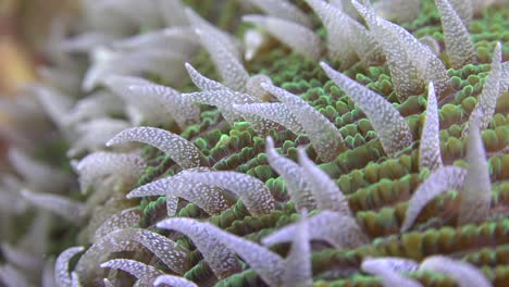 Polypen-Von-Pilzkorallen-Super-Nahaufnahme-Makro-Unterwasseraufnahme