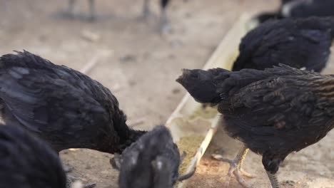 Pollos-Comiendo-Granos-En-Libertad,-Pollo-En-Granja-Orgánica