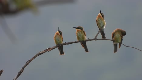 Bee--eaters-i-pond-area---relaxing-