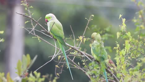Beautiful-parrot-in-tree-.-relaxing-