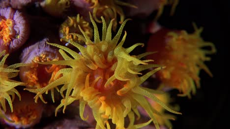 Sun-coral-Tubastrea-close-up-inside-coral-colony-at-night
