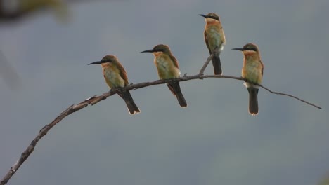Bee-Eaters-in-tree-waiting-for-pry