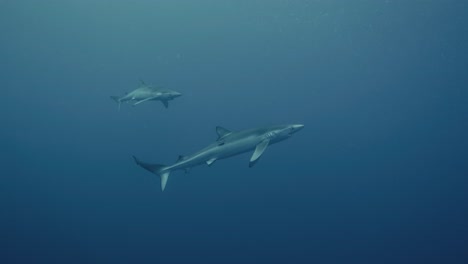 Zwei-Große-Blaue-Haie-Schwimmen-In-Zeitlupe-Mit-Schwachem-Licht-Durch-Den-Atlantik