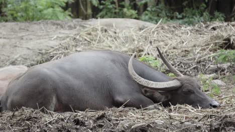 A-relaxed-domesticated-Asian-Water-buffalo-lying-down-on-an-embankment-of-a-rural-farm-sleeping